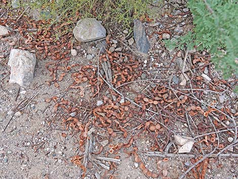 Catclaw Acacia (Acacia greggii)