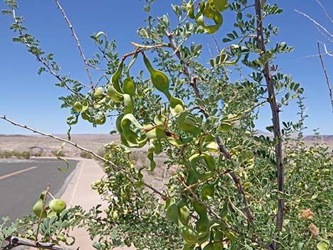 Catclaw Acacia (Acacia greggii)