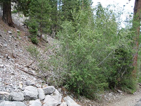 Rocky Mountain Maple (Acer glabrum var. diffusum)