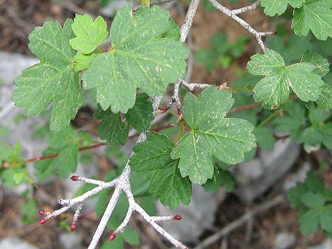 Rocky Mountain Maple (Acer glabrum var. diffusum)