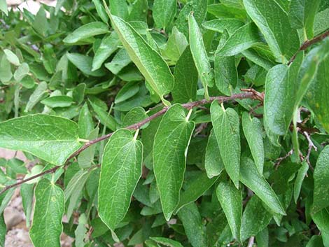 Netleaf Hackbury (Celtis reticulata)