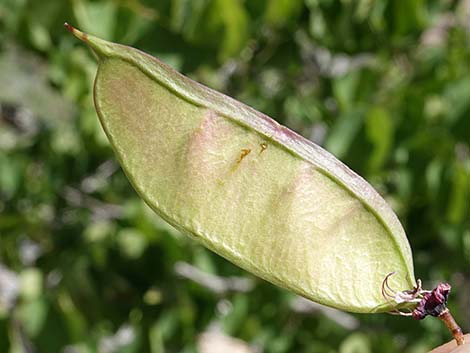 California Redbud (Cercis orbiculata)