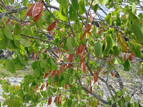 California Redbud (Cercis orbiculata)