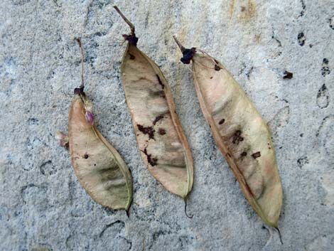 California Redbud (Cercis orbiculata)