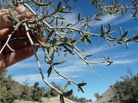 Curl-leaf Mountain Mahogany (Cercocarpus ledifolius)