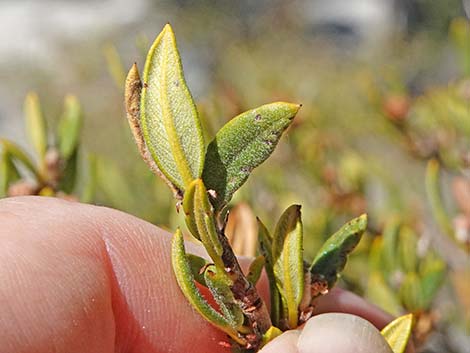 Curl-leaf Mountain Mahogany (Cercocarpus ledifolius)