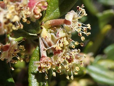 Curl-leaf Mountain Mahogany (Cercocarpus ledifolius)