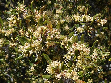 Curl-leaf Mountain Mahogany (Cercocarpus ledifolius)