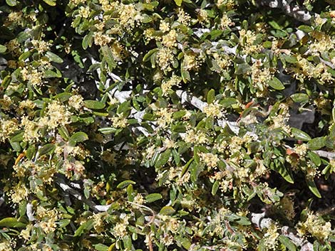 Curl-leaf Mountain Mahogany (Cercocarpus ledifolius)