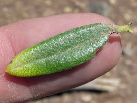 Curl-leaf Mountain Mahogany (Cercocarpus ledifolius)