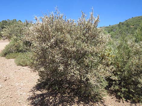 Curl-leaf Mountain Mahogany (Cercocarpus ledifolius)