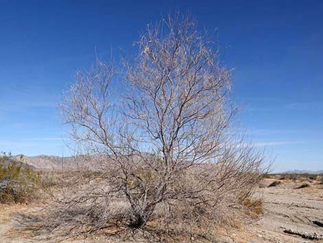 Desert Willow (Chilopsis linearis)