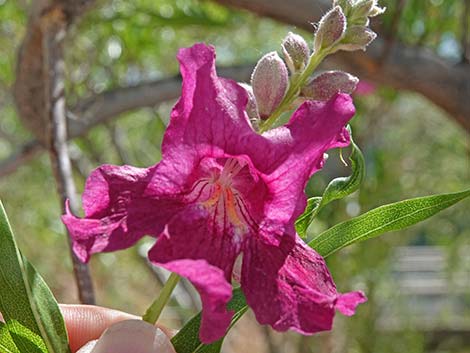 Desert Willow (Chilopsis linearis)