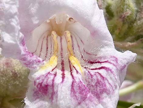 Desert Willow (Chilopsis linearis)