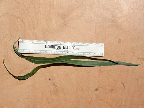 Desert Willow (Chilopsis linearis)