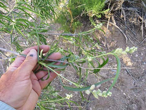 Desert Willow (Chilopsis linearis)