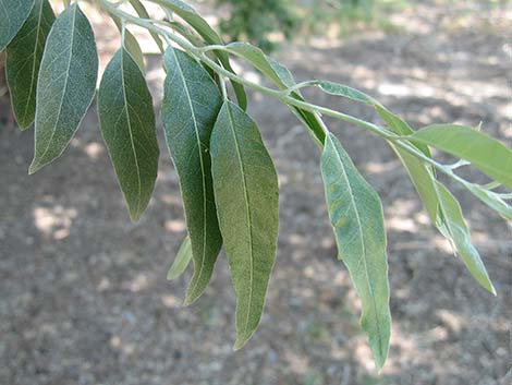 Russian Olive (Elaeagnus angustifolia)