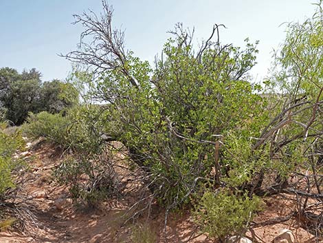 Singleleaf Ash (Fraxinus anomala)