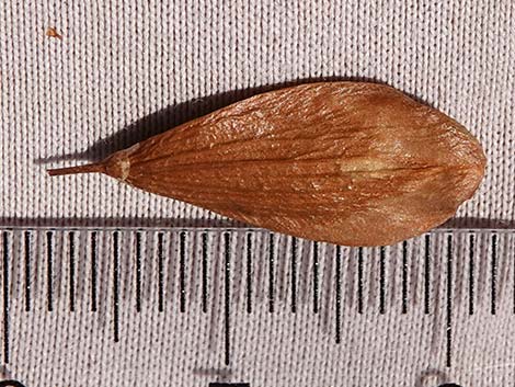 Singleleaf Ash (Fraxinus anomala)