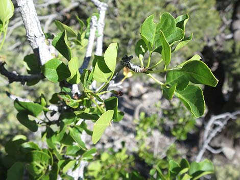 Singleleaf Ash (Fraxinus anomala)