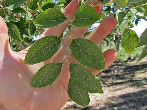 Velvet Ash (Fraxinus velutina)