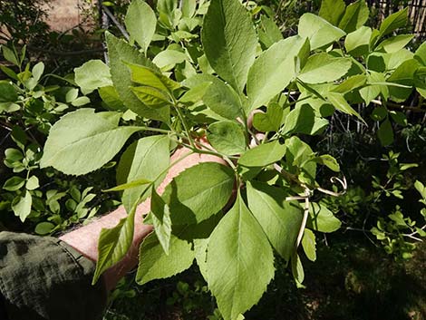 Velvet Ash (Fraxinus velutina)