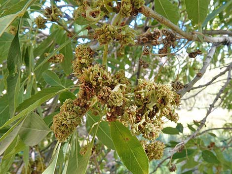 Velvet Ash (Fraxinus velutina)