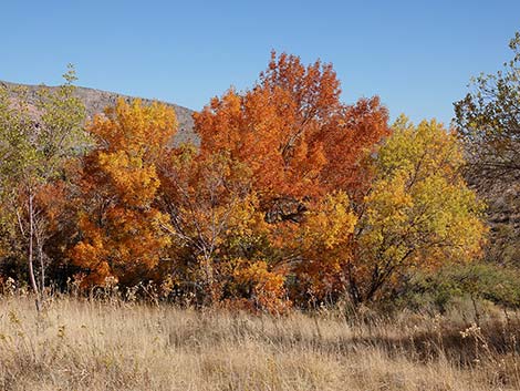 Velvet Ash (Fraxinus velutina)