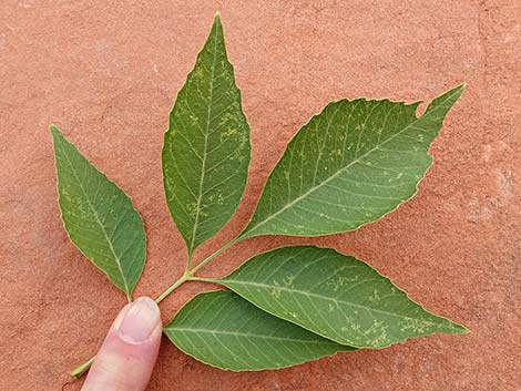 Velvet Ash (Fraxinus velutina)