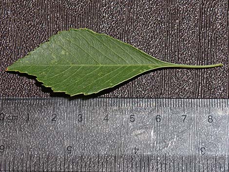 Velvet Ash (Fraxinus velutina)