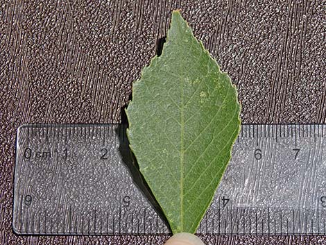 Velvet Ash (Fraxinus velutina)