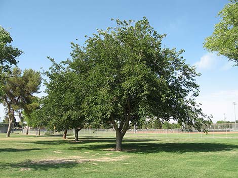 White Mulberry (Morus alba)