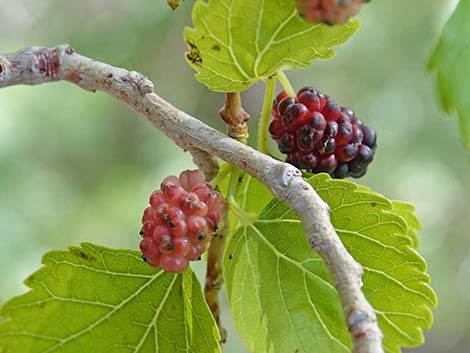 White Mulberry (Morus alba)