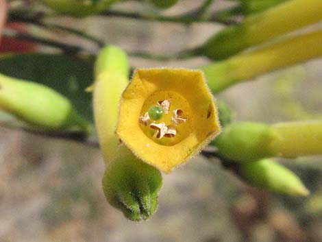 Tree Tobacco (Nicotiana glauca)