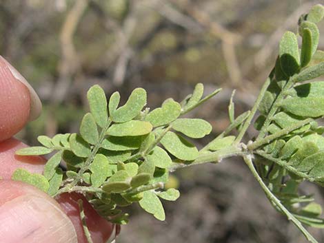 Ironwood Tree (Olneya tesolata)