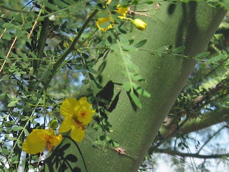 Foothill Paloverde (Cercidium microphyllum)