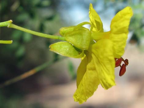 Foothill Paloverde (Cercidium microphyllum)