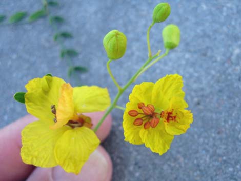 Foothill Paloverde (Cercidium microphyllum)