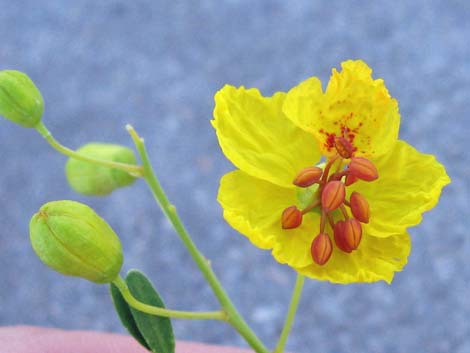 Foothill Paloverde (Cercidium microphyllum)