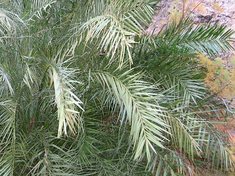 Date Palm (Phoenix dactylifera)