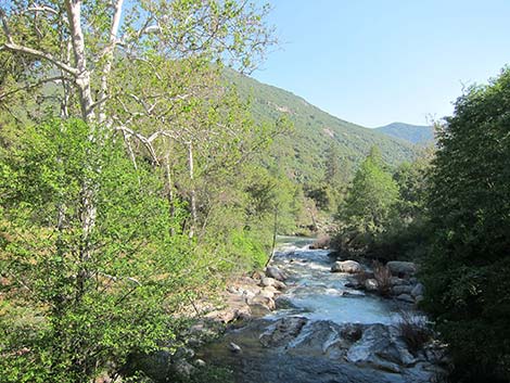 California Sycamore (Platanus racemosa)