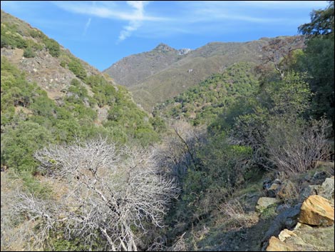 California Sycamore (Platanus racemosa)