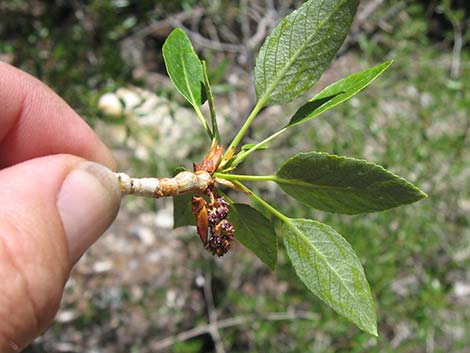 Narrowleaf Cottonwood (Populus angustifolia)