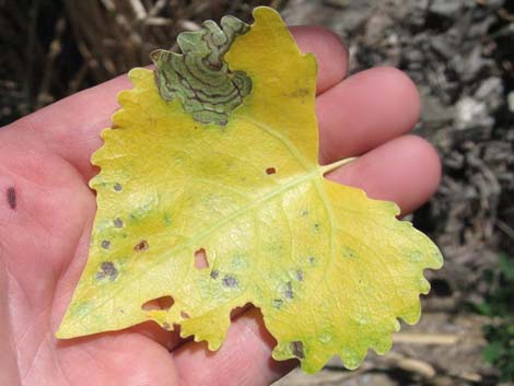 Fremont's Cottonwood (Populus fremontii)