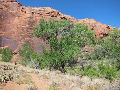 Fremont's Cottonwood (Populus fremontii)