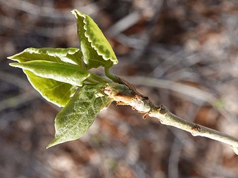 Fremont's Cottonwood (Populus fremontii)