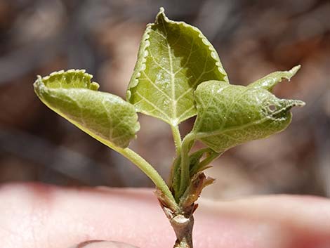 Fremont's Cottonwood (Populus fremontii)