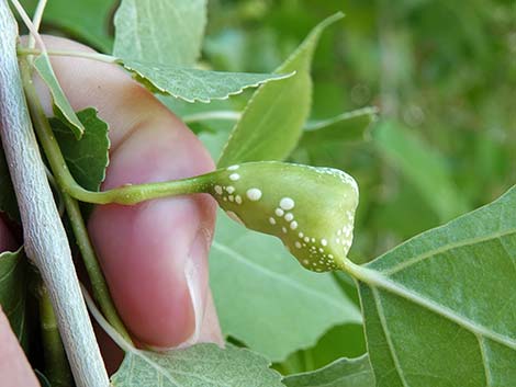 Fremont's Cottonwood (Populus fremontii)