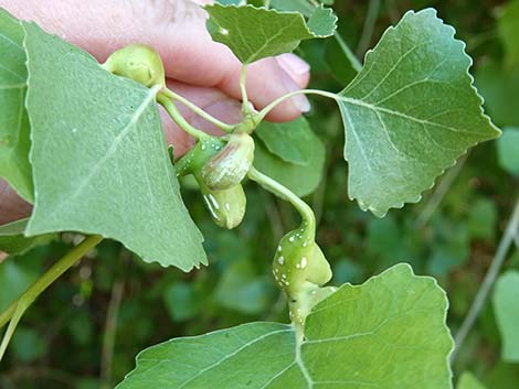 Fremont's Cottonwood (Populus fremontii)