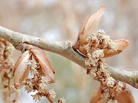 Fremont's Cottonwood (Populus fremontii)